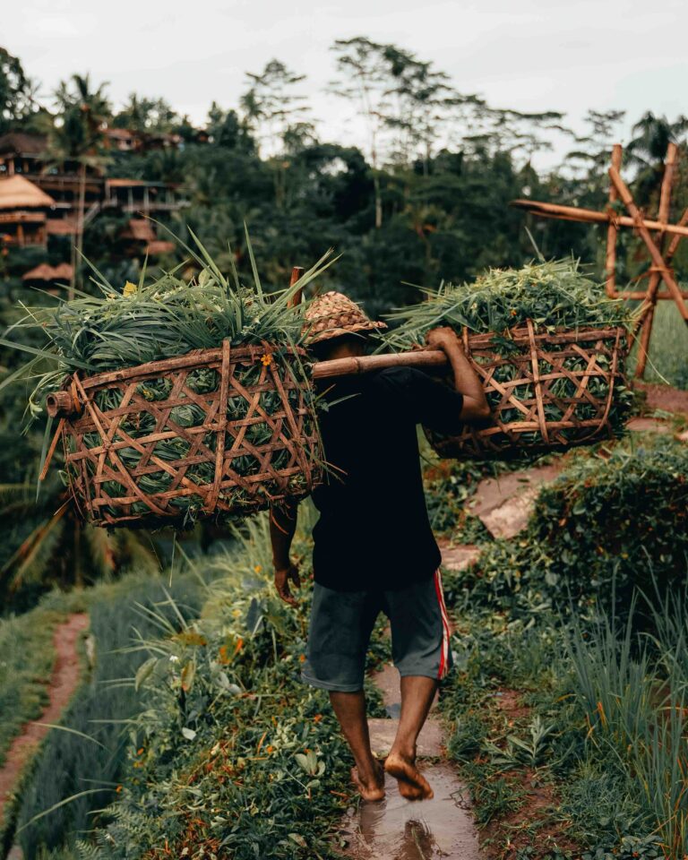 Homme porte panière de riziere sur l'épaule avec chapeau en paille milieu riziere Ubud Bali
