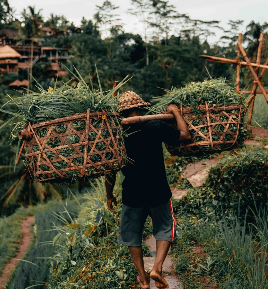 Homme porte panière de riziere sur l'épaule avec chapeau en paille milieu riziere Ubud Bali