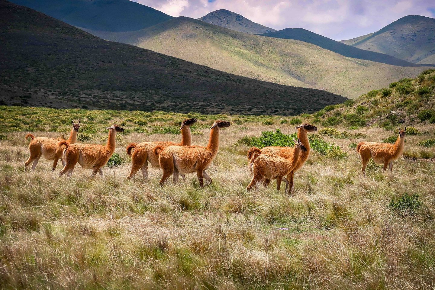 Guanacos dans les steppes de Patagonie en Argentine.