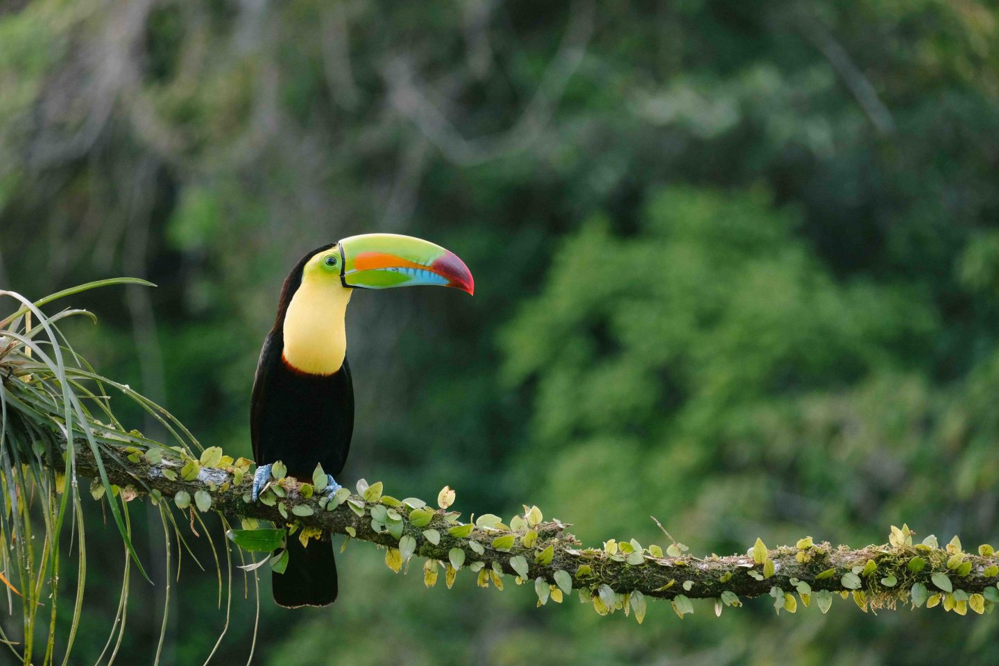 Toucan coloré dans la forêt tropicale d'Équateur.