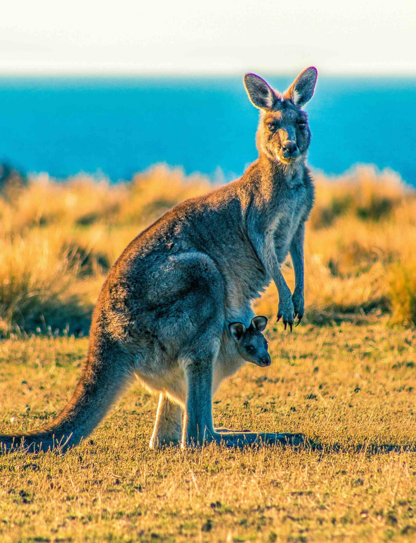 Kangourou dans la nature australienne.