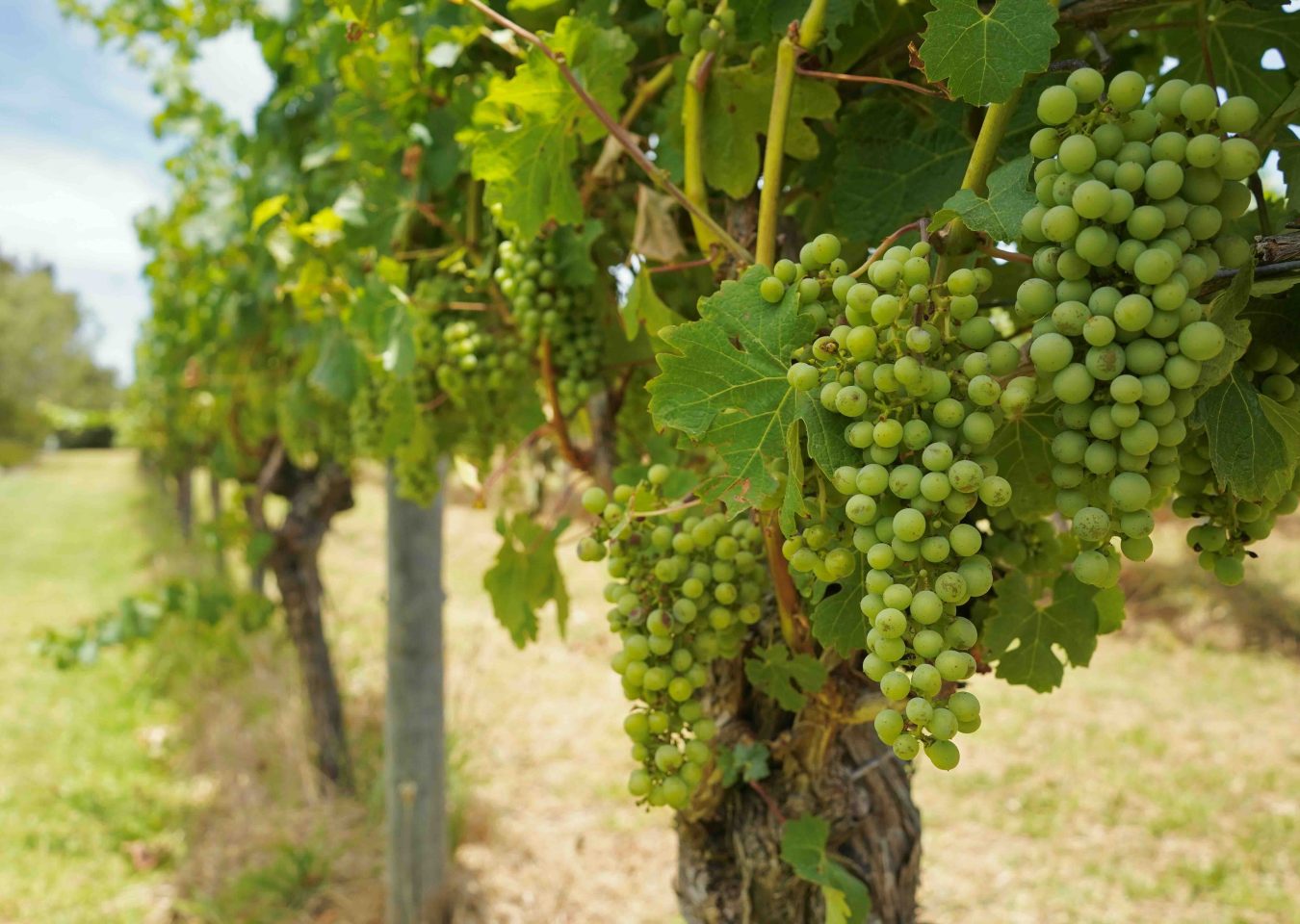 Vignes dans la région viticole de Margaret River en Australie.