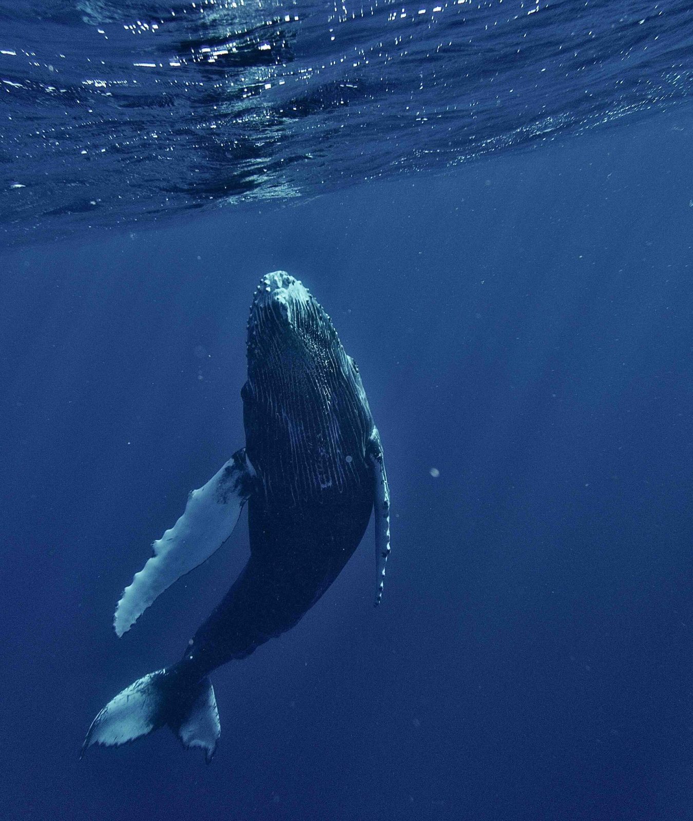 Baleine à bosse nageant près de la surface à Moorea en Polynésie française.