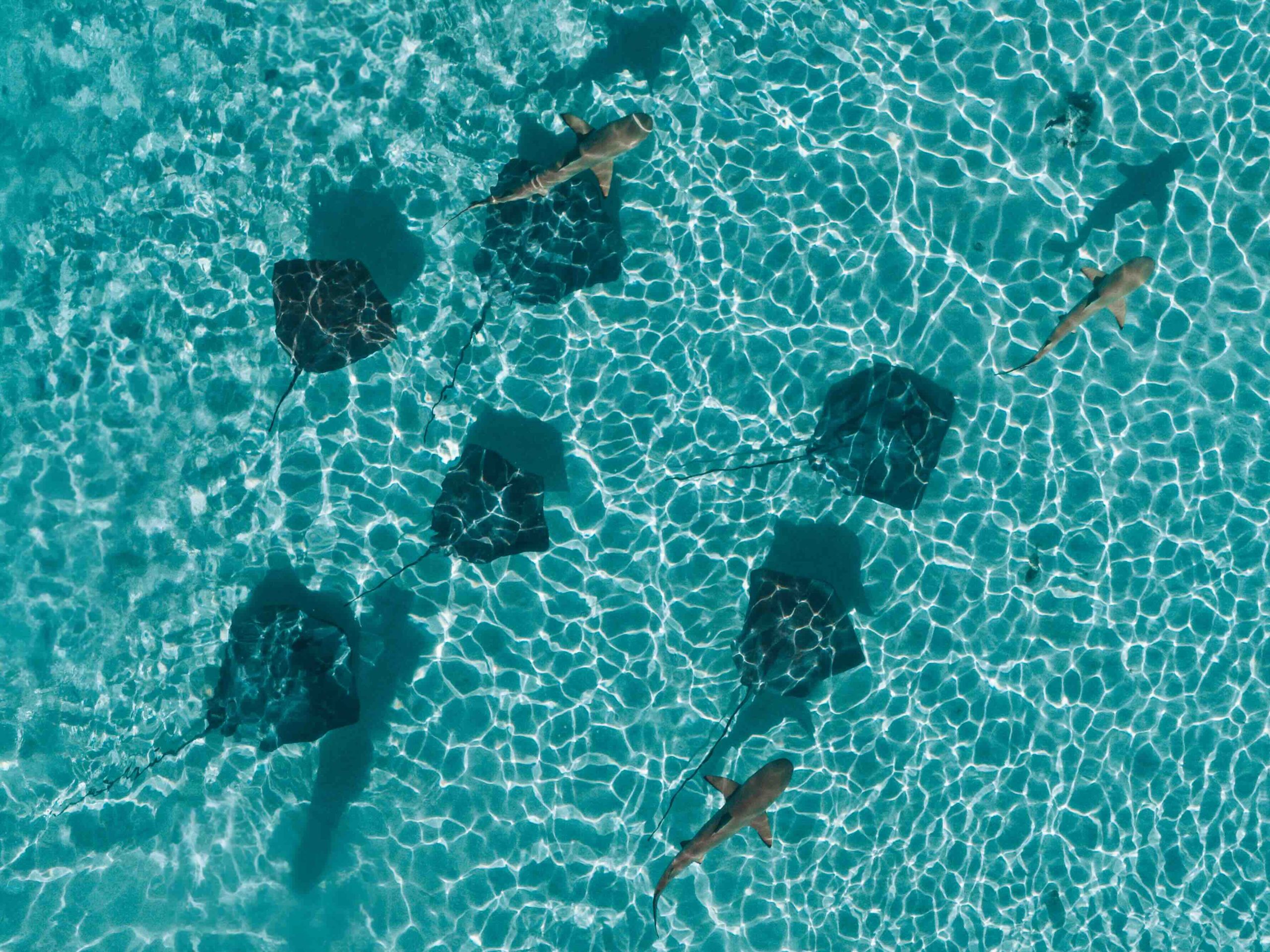 Requins à pointes noires et raies dans les eaux cristallines du lagon de Polynésie française.
