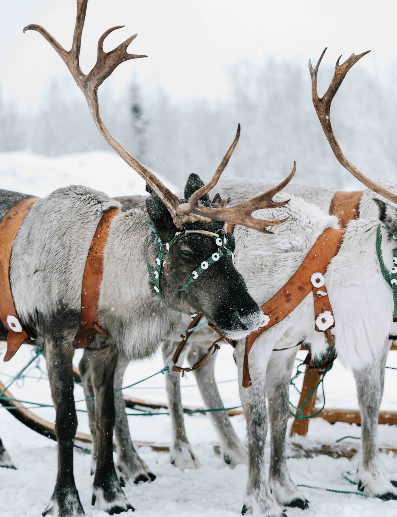 Renne dans une forêt enneigée en Laponie finlandaise.