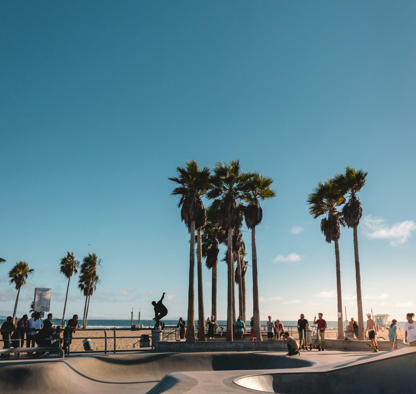 Skatepark de Venice Beach à Los Angeles bordé de palmiers