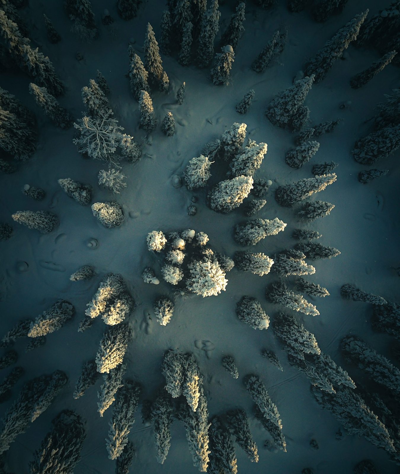 Vue aérienne d’une forêt de sapins enneigés en Laponie finlandaise.