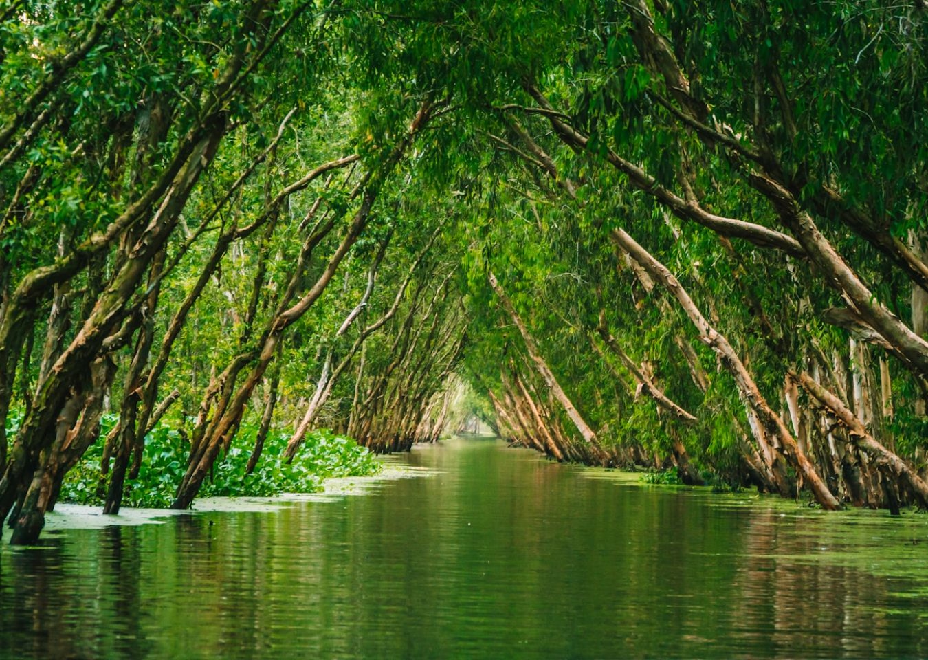 Canal traversant une forêt inondée dans le delta du Mékong