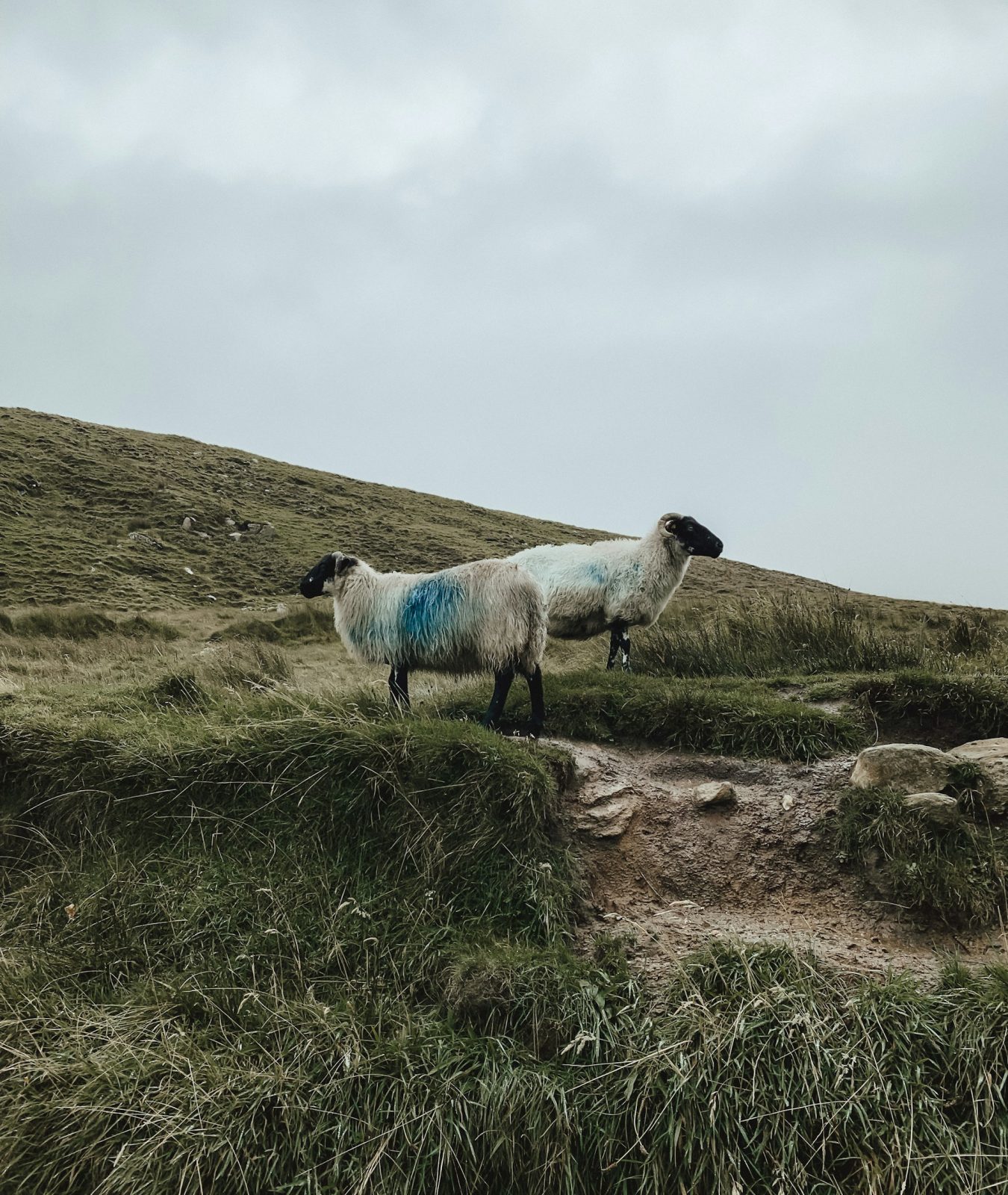 Moutons dans les collines sauvages du Connemara en Irlande de l’Ouest