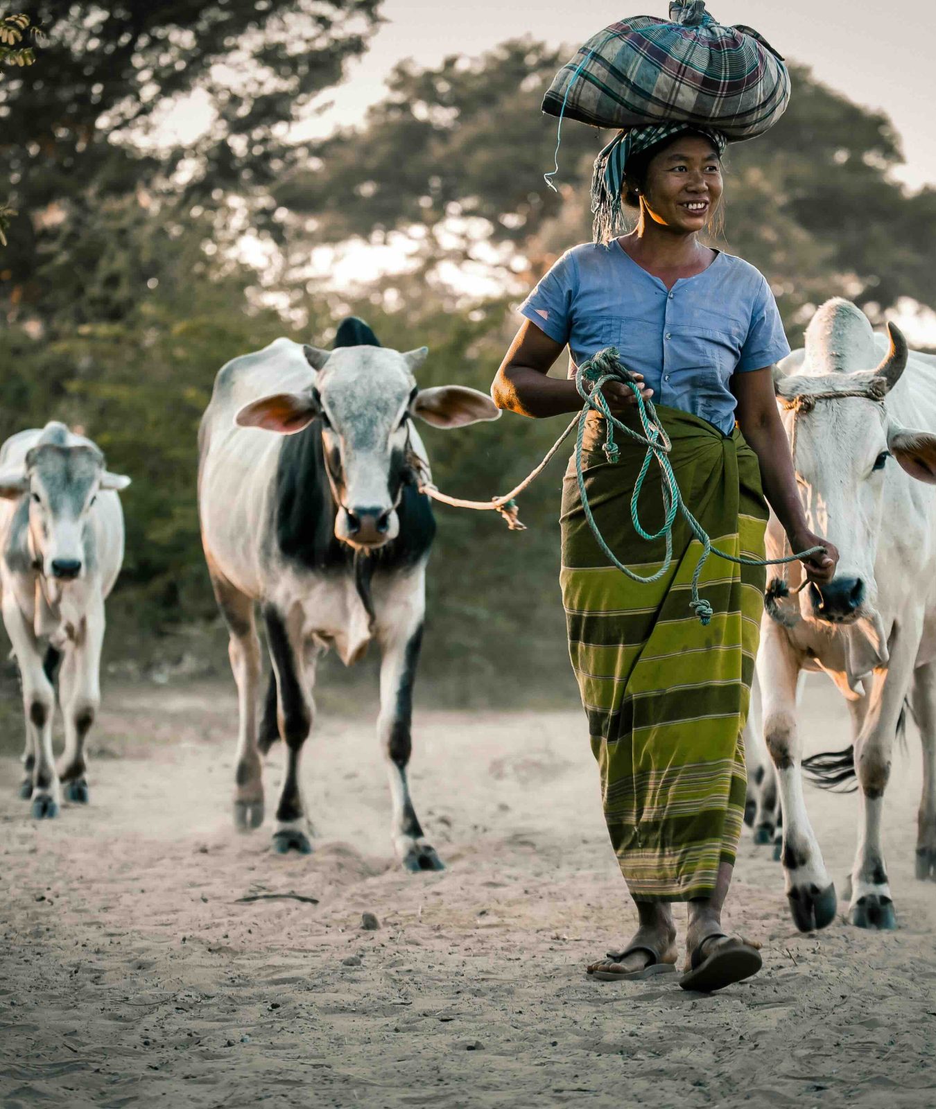 Femme cambodgienne accompagnant ses bœufs dans la campagne du Cambodge
