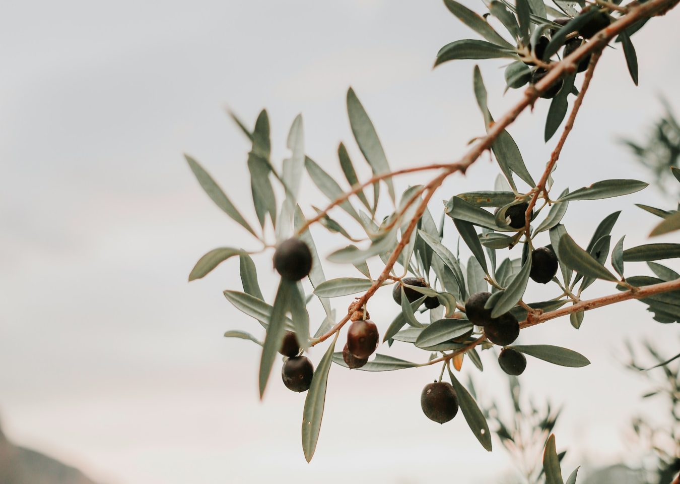 Branche d’olivier chargée d’olives dans la campagne sicilienne en Italie.