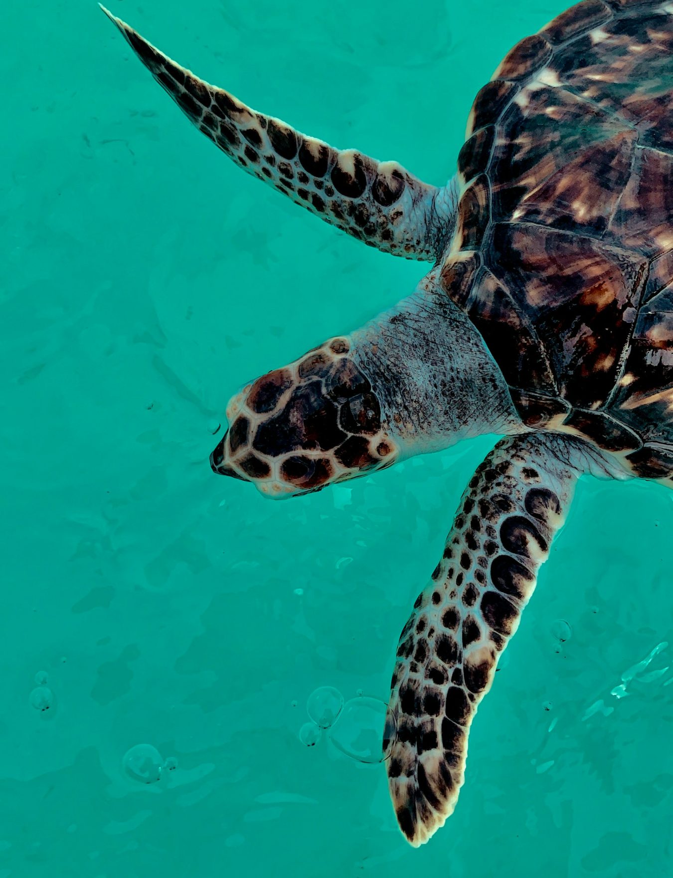 Tortue marine nageant dans les eaux des Îles Vierges britanniques