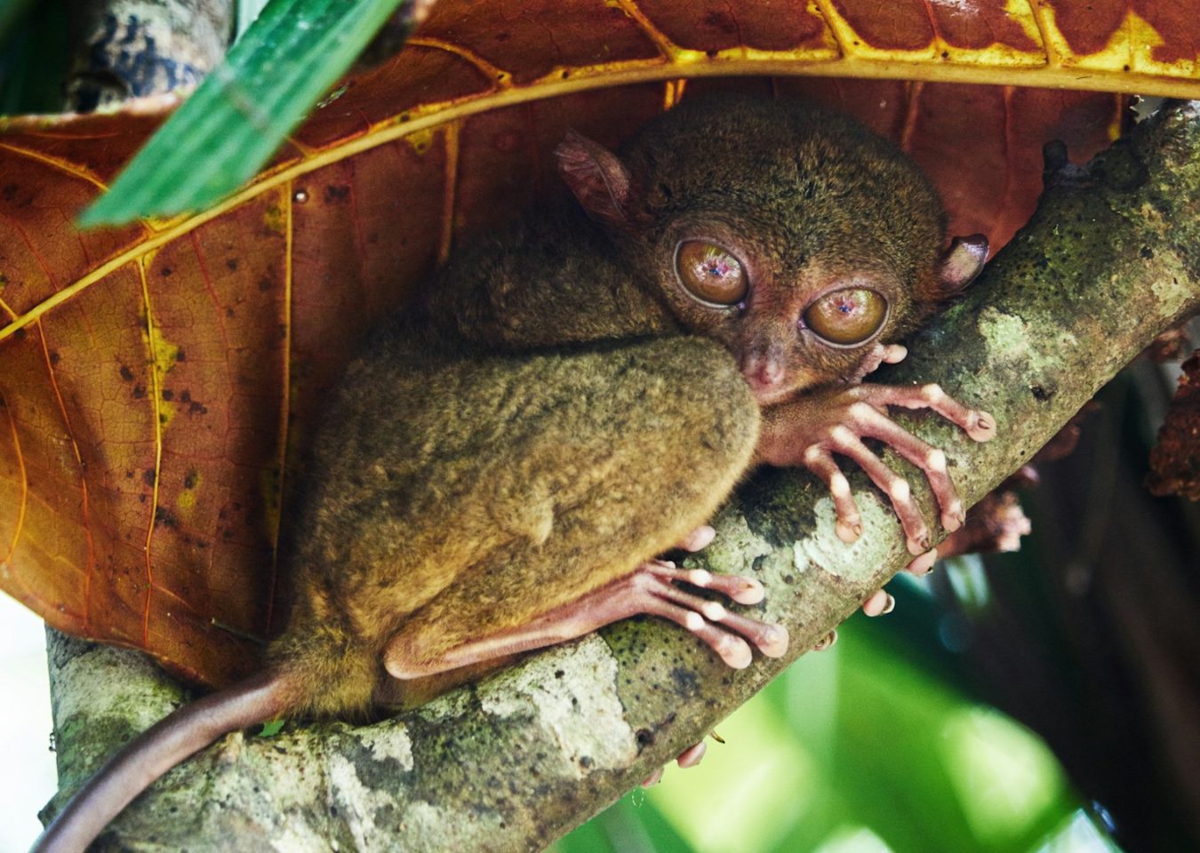 Tarsier dans la forêt tropicale de Bohol aux Philippines